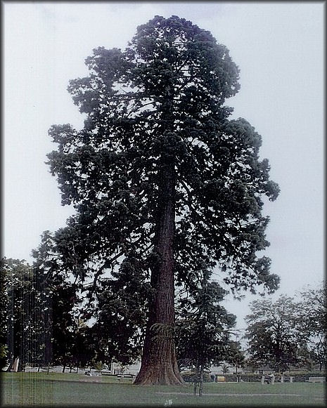 04 arbre