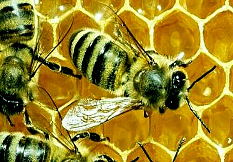 abeille 06