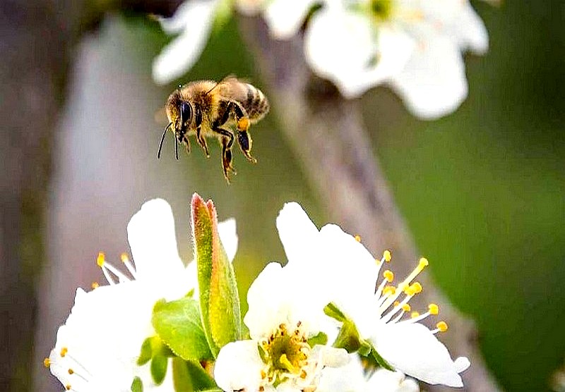abeille en vol 08