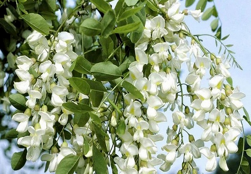 09 fleurs acacias