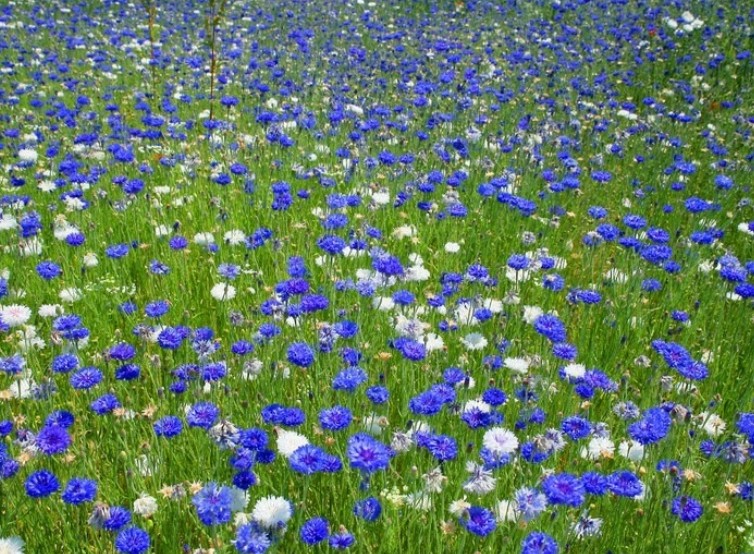 Bleuets fleur champ