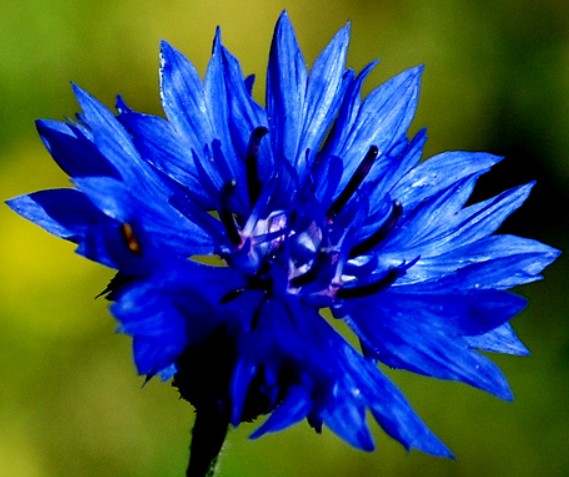 Bleuets fleur