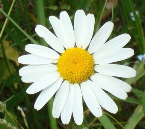 Marguerite fleur