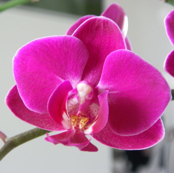 Orchidee fleur