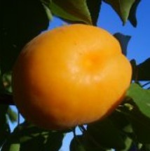 orangerie fruit